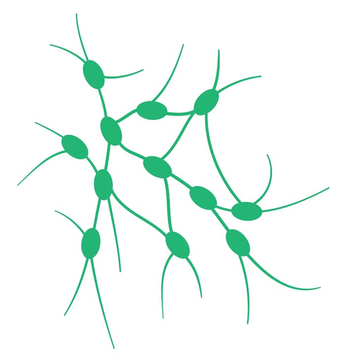 Darstellung Lymphknoten, die netzartig miteinander durch Lymphbahnen verbunden sind